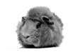 Meerschweinchen
