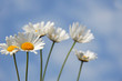 Photo en ligne au meilleur prix Daisies