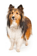 Shetland Sheepdog Dog Isolated on White