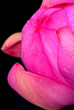 bud(AncientLotus02)