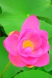 AncientLotus01