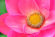 SimplePistil&stamens(AncientLotus04)