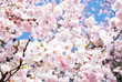 満開のソメイヨシノの花
