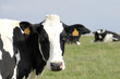 Cows