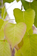 Pho Leaf