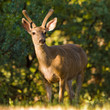 Blacktail Buck in the Forest