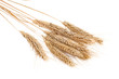 isolated wheat ears isolated wheat ears