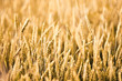Wheat background