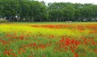 Rape and poppy in field