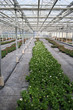 Greenhouse Plants
