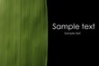 bamboo leaf bamboo leaf
