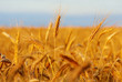 Golden cereal field ready for harvest Golden cereal field ready for harvest