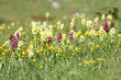 Elder-flowered Orchid (Dactylorhiza sambucina)