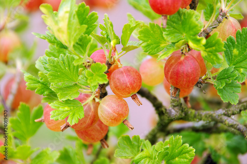 Photo: Stachelbeere - Gooseberry 03 Stachelbeere - Gooseberry 03