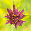 Fiore