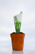 Money plant