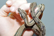 zwei Babyboas auf der Hand