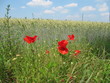 Mohn vor Getreidefeld