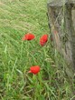 3 Mohnblumen an Baumstamm