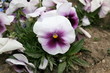 fleur blanche et violette