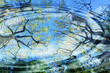baum_wasser