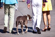 walking the dog
