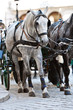 Foto: fiaker horses fiaker horses