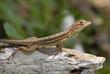 Anolis auratus - (Polychrotidae sauria)