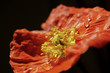 poppy