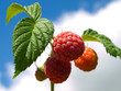 Himbeeren