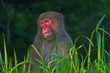 Female Japanese macaque sitting in long grass