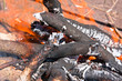 Campfire Campfire
