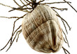 rafle de coco sec, fond blanc