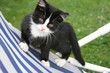 Babycat
