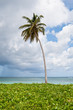 One Palm on a white sand beach near ocean in summer One Palm on a white sand beach near ocean in summer