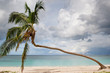 One Palm on a white sand beach near ocean in summer One Palm on a white sand beach near ocean in summer