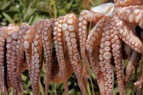 Foto: Tintenfische Tintenfische