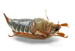 Dead cockchafer (Melontha vulgaris)