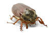 Cockchafer (Melontha vulgaris)