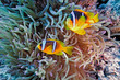 Clownfish