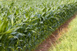 Maisfeld im Sommer Maisfeld im Sommer