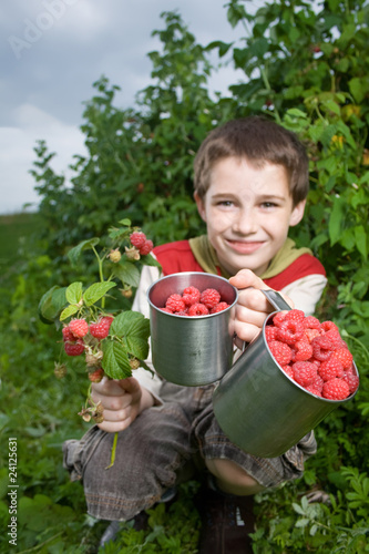 Photo: picking raspberries picking raspberries