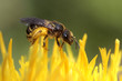 Abeille butinant