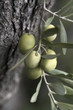 Photo : olives on the tree olives on the tree