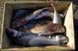 crate of fish