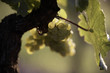 white grapes on the vine