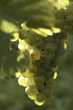 bunch of white grapes on the vine