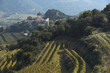 vines in the côtes-du-rhône