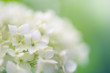 Makro Hortensie