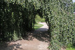 Trauerweide